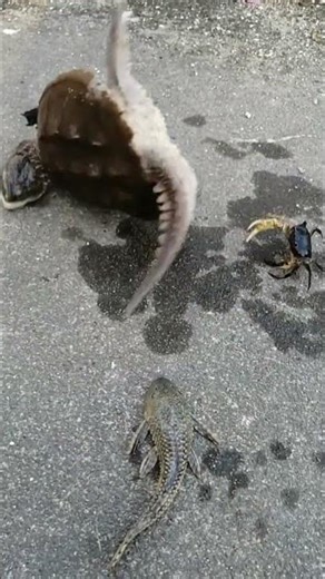 Strongman Crab vs Stuntman Alligator Snapping Turtle