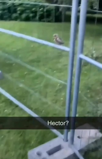 Hilarious Hector Meme Video Explained