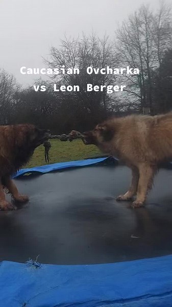 Caucasian Ovcharka vs Leonberger: Key Differences Explained