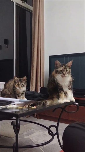Maine Coon Cat For Adoption - 6 Years, OJ And Baby from Dengkil, Selangor