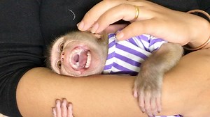 Baby Monkey Zono Crying Loudly Hug Mom, Baby Zono Angry Grandma After Wear New Clothes | Monkey Kid