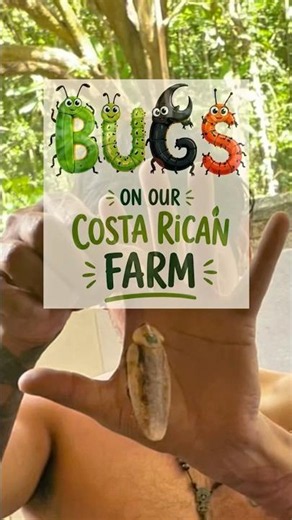 bugs seen on our costa rican farm 👀 #creepycrawlies