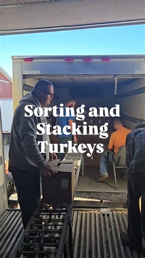 We picked up another batch of our Thanksgiving Turkeys last week, fresh from the processor. Once they get back to the farm it’s all hands on deck as we sort and record each bird. It helps us stay organized and ready for that busy week in November when we fill every pre-order and reservation. Pre-orders are still coming in, so if you haven’t reserved your turkey yet, now’s the time before they’re all spoken for. Turkeys can be picked up right here on the farm, at one of our Meat Drop locations, o