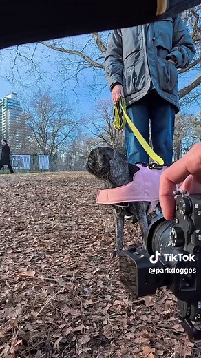 This is Toni Braxton, and she's a big dog in a small body. She's excited about life and thinks you should be too. Your enthusiasm is infectious, Toni Braxton, and you've inspired us to channel that energy into the new year! Toni Braxton, Pug, 11 m/o, Fort Greene Park, Brooklyn. #dogphotography #dogsoftiktok #petsoftiktok #petsoftiktok #dogportrait
