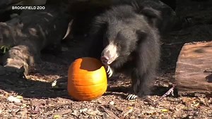 57K views · 1.3K reactions | PHOTOS: Brookfield Zoo animals enjoy...