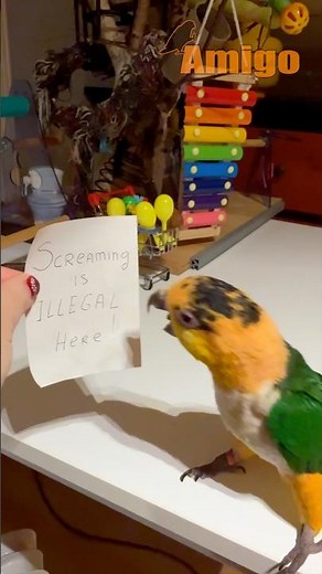 “Screaming Is Illegal”? This Parrot Disagrees 🦜