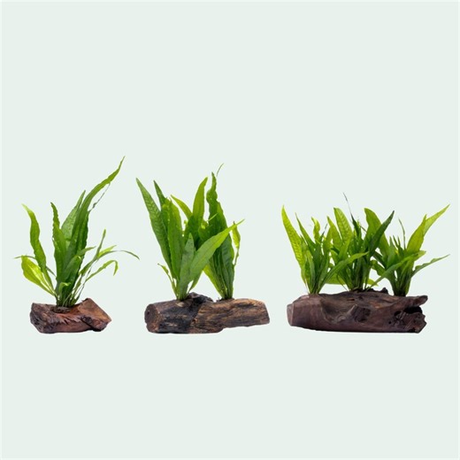 Aquarium Decor - Java Fern Driftwood for Planted Aquariums and Aquascaping - Etsy