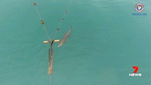 163K views · 209 reactions | Four Mile Beach in Port Douglas has been closed after a three-metre crocodile was spotted in waters close to shore. Report on 7NEWS Cairns at 6pm. www.7NEWS.com.au #7NEWS | 7NEWS Cairns | Facebook