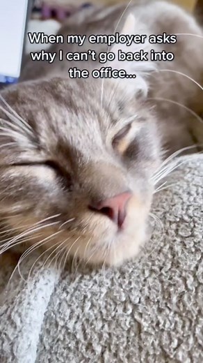 I just can't Susan #cat #cats #catsofinstagram #of #reels #catlover #catlife #trending #catlovers #kitten #instacat #kitty #pet #cute #love #meow #duet #greenscrean #pets #kittens #viral #animals #catlove #animal #funny #cute #fyp #foryou Paquitothecat | Andrea & Paquito