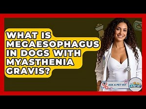 What Is Megaesophagus In Dogs With Myasthenia Gravis? - Ask A Pet Vet