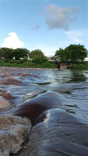The chestnut tree will receive a lot of water.