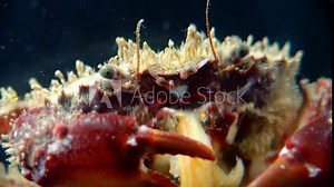 Bristly crab or hairy crab (Pilumnus hirtellus), close-up of a crab on the seabed, Black Sea.