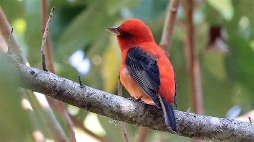 Scarlet Tanager singing (Piranga olivacea) America. | BIRDS & Nature