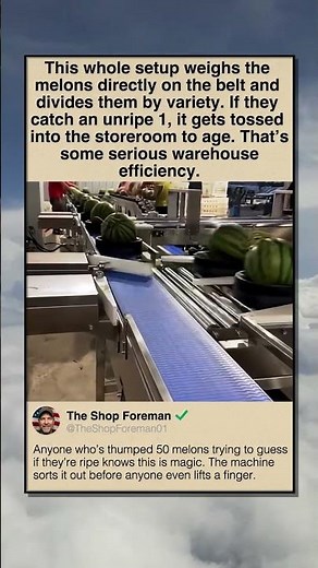 BELT WEIGHS AND SORTS WATERMELONS AUTOMATICALLY