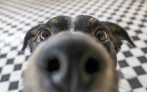 These are the 8 smells that dogs absolutely hate