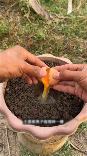How to Grow an apple 🍎 Apple Plant at Home | Easy Step-by-Step Guide