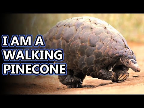 Pangolin facts: have you seen their tongues?? | Animal Fact Files