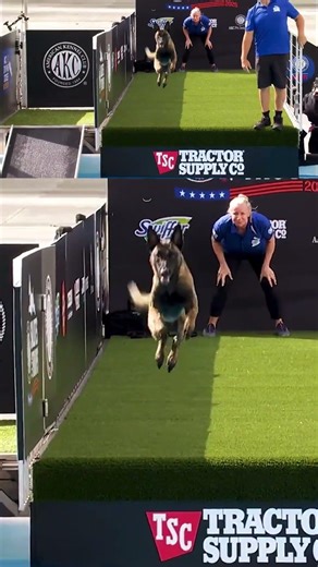 Watch This Dog Fly! 🐾 | AKC Diving Dogs