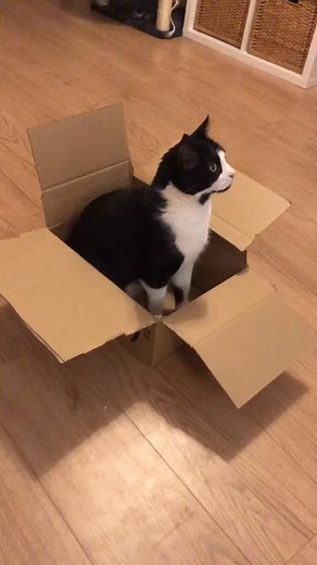 Merry & Pippin’s favourite things 😸#cats #originalsound #catsoftiktok #arianagrande #funny #parody | Merry & Pippin