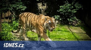 Tygr zabavený na Vsetínsku se bude opět stěhovat. Kam ho přesunou a proč?
