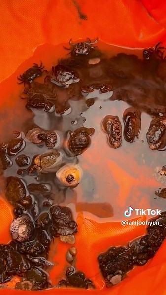 많이 알려지지 않은 곳이라 그런지, 사이트가 많은데도 불구하고 2박 3일 동안 단 4팀의 캠퍼들만 있었고, 금요일에는 저희만 있어서 오붓하게 전세캠 제대로 즐기고 왔네요❤️ 바로 코 앞이 바다여서 파도소리 좋았고🌊 서해바다라 노을 보면서 힐링했어요🌅 갯벌 킬러들 때문에 무조건 서해만 오는데, 돌이 많아서 아이들 놀기에는 힘들었지만 그래도 게 잡고 망둥어 잡고 즐거웠답니다! 🦀🐟🐚🪸🦑🦐 최신식 시설의 캠핑장은 아니였지만, 모두 깨끗하게 관리가 잘 되고 있었고 바닷가를 캠핑장 단독으로 쓸 수 있어서 다른 여행객이 없는점도 좋았어요☺️☺️ 서해바다 치고는 물이 굉장히 깨끗한 곳이라 여름에 해수욕 즐기러도 많이 오신다는데, 🐙낙지도 잡힌다고 해서 다음에 또 가보려구요. 조용한 오션뷰 캠핑장 찾는다면, 📍#파도리아치내캠핑장 추천드려볼게요✨ #캠핑장후기 #태안캠핑장 #서해캠핑장 #갯벌캠핑장 #조용한캠핑장 #파도리해수욕장 #캠핑스타그램 #캠핑장추천
