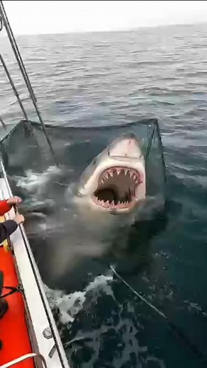 Thrilling Catch: Great White Shark in the Net #GreatWhiteSharkFishing, #MarineFishing | Ai Genrate