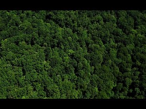 Indiana's Working Forests