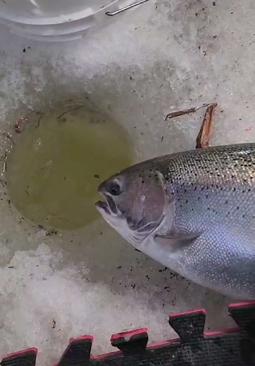 Piggy through the ice 🔥🧊❄️ #river #winterfishing #fallfishing #salmonseason #bobberdown #steelhead #kingsalmon #floatfishing #troutcandy #chrome #fishofalifetime #angler #fishinglife #fishingreels #summerchrome #floatdrop #centerpin #fishingjunkie #creek #trout #cohosalmon #ho #FISH #FISHon #Ontario #lakeontariofishing #DirtyShinny #boots #bootseason