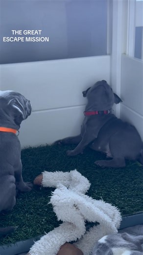 80K views · 1.5K reactions | NUGGET trying to figure how to escape and VADER trying to stop him from escaping  watch how Vader uses his mouth and his paws to try stop Nugget and watch how Nugget uses Vader as a ladder 藍 Note: Nugget was ok lucky there was a soft landing on the other side  | The Staffy Crew | Facebook