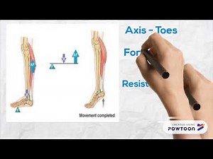 LEVER SYSTEM IN HUMAN BODY