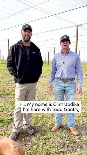Love Florida citrus? Learn about how Florida grapefruit is grown at IMG Citrus! | Fresh From Florida