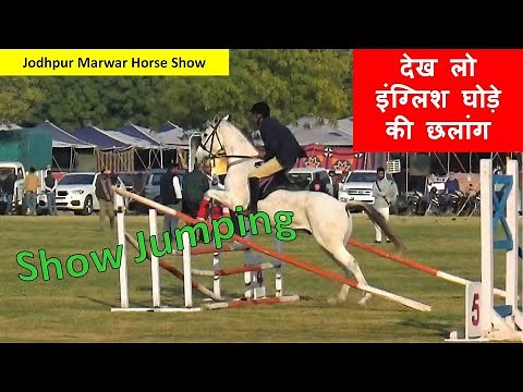 Jodhpur Marwar Horse Show Jumping Riding Skill Thoroughbred Equestrian Sports In India video