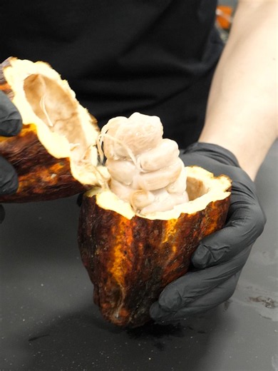 Chocolate: The Journey from Bean to Bar