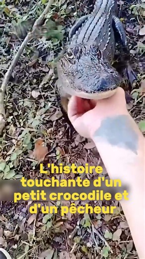954K views · 10K reactions | L'histoire touchante d'un petit crocodile et d'un pêcheur Un pêcheur sauve un petit crocodile. Découvrez comment ils sont devenus amis dans ce récit émouvant. #crocodile #pêcheur #amitié #village #histoiretouchante #sauvetagedanimaux #animaux #relationhommeanimal #animaldecompagnie #vieauvillage #nature #vidéoémouvante | BrefViral | Facebook