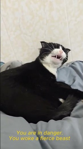 Cute but Angry Cat 😹🐾