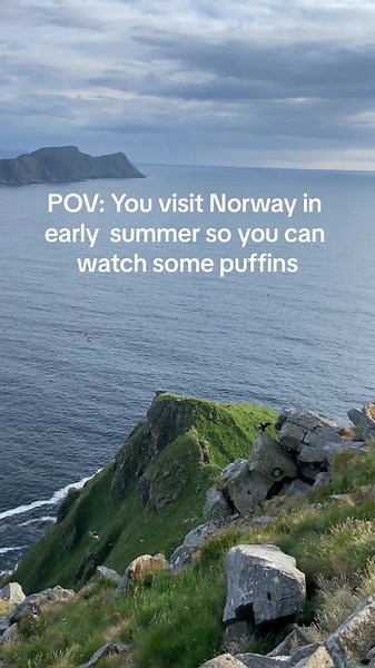 Puffin Watching Tips in Norway: Best Time to Spot Puffins and Where to Find Them