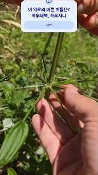 Please write the correct name of this plant with rough stems and whorled leaves.