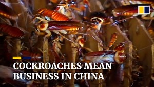 Pest to protein: China processes waste with cockroaches