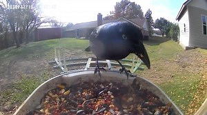 Wed - 4 | C.w. Jay Welch