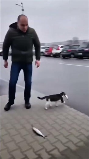 Kot napada na sklep ! 😱 Policja rusza w pościg – zobacz wideo ! #ytshorts