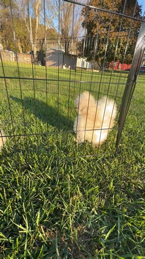 1K views · 12 reactions | SILKIE PULLET WRAFFLE For locals...