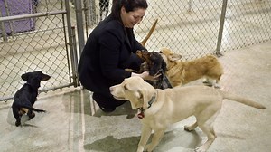 Puppy socialization stops fear before it starts