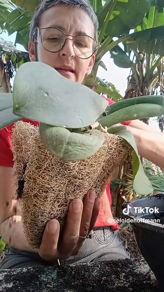 Plantando orquídeas na bucha vegetal🌺