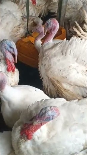 HIGH-BREED TURKEY FARMING BUSINESS! 🦃💰 Big Birds, Big Profits ,#TurkeyFarming, #poultryfarming