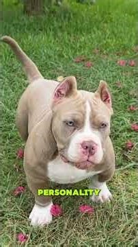 American Bully — Muscles, Mischief, and Loyalty 🐕💪