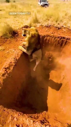 Hidden Savanna Trap Claims a Powerful Predator in a Sudden Collapse