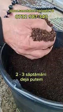 How to Sow Ginkgo Biloba: Pre-germination for Success! #agriculture #nature #garden #ecommerce #bio