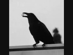 Sound Effects Crows - Crow Sound Effect Royal - Free Sound Effects - Good Vibes