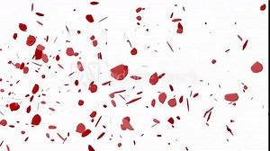 rose petals falling overlay animation with transparent background
