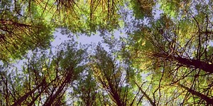 The forest with shady and tall trees under the clear sky forms a naturally beautiful row